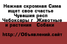 Нежная скромная Сима ищет свое счастье - Чувашия респ., Чебоксары г. Животные и растения » Собаки   